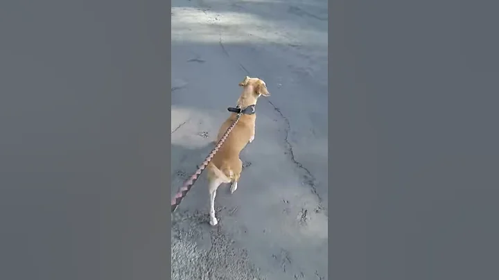 Duke looking for that prefect home business