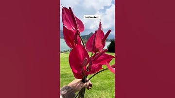 Thumbnail of Usa los anthuriums como acentos en tus arreglos florales￼ #pimientaylavanda #florista #carminacolin
