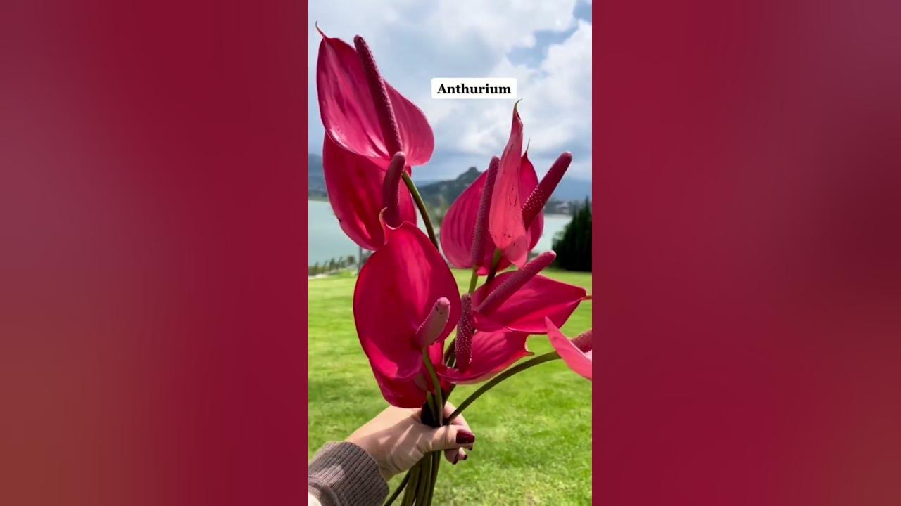 Usa los anthuriums como acentos en tus arreglos florales￼ #pimientaylavanda #florista #carminacolin