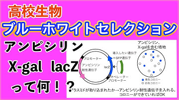高校生物「ブルーホワイトセレクション」