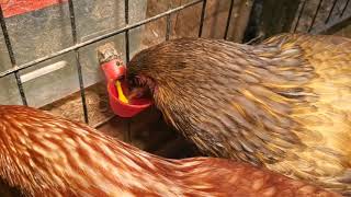 Easter Egger chickens review!