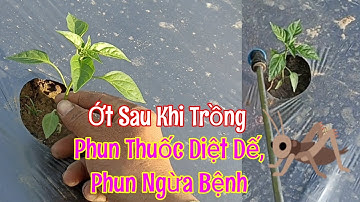 Chăm Sóc Ớt Sau Khi Trồng Từ 1 Đến 3 Ngày. Diệt Dế, Phòng Ngừa Bệnh Vàng Lá Thối Rễ ||Dõm Ba Bi #40