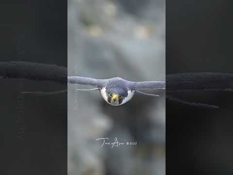 Fearless Peregrine Falcon in flight.
