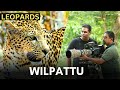 Filming leopards at wilpattu  sri lanka