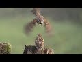 Slow motion on tree sparrow   sony rx10 iv    250 fps