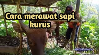 Cara merawat sapi Bali kurus agar cepat gemuk