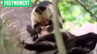monkey dentist screenshot 4