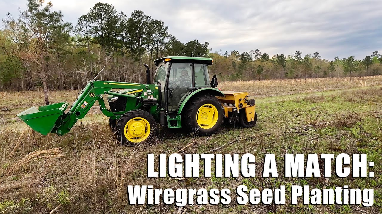 Wiregrass Seed Planting YouTube