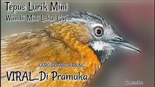 Tepus Lurik gacor Berkeloni Terbaru, Suara pikat pancingan ampuh,Tepus Lurik Mini ,Karo Suara Burung