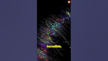 Revolutionary Discovery: The Most Detailed Map of the Human Brain Ever Created!