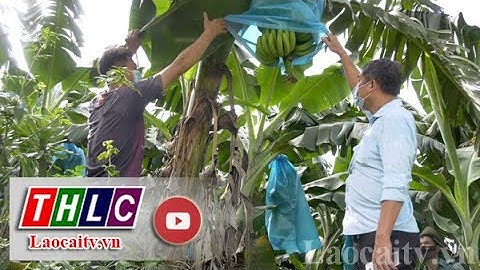 Quả chuối mô ở Lào Cai khó tìm đầu ra | THLC