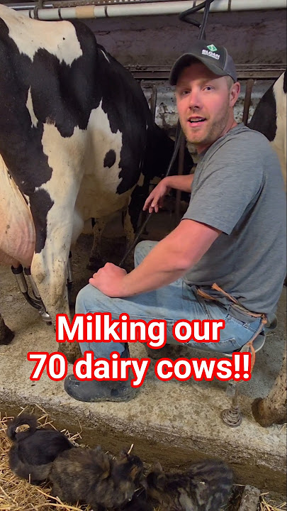 @BOGSBOOTS Milking our 70 dairy cows!! #agriculture #farm #farmer #farming #dairyfarm #cow