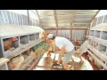 The egg collector  inside a funny organic egg farm