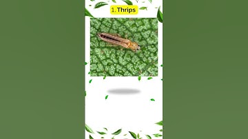 3 hama penyebab keriting daun pada cabe #cabe #petanicabe