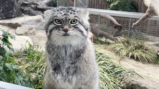 マヌルネコ レフくん神戸どうぶつ王国 Pallas's cat Otocolobus manul