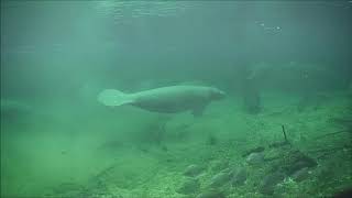 Big manatee cavorting group in January at Blue Spring