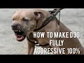 How To Make Dog Become Fully Aggressive With Few Simple Tips