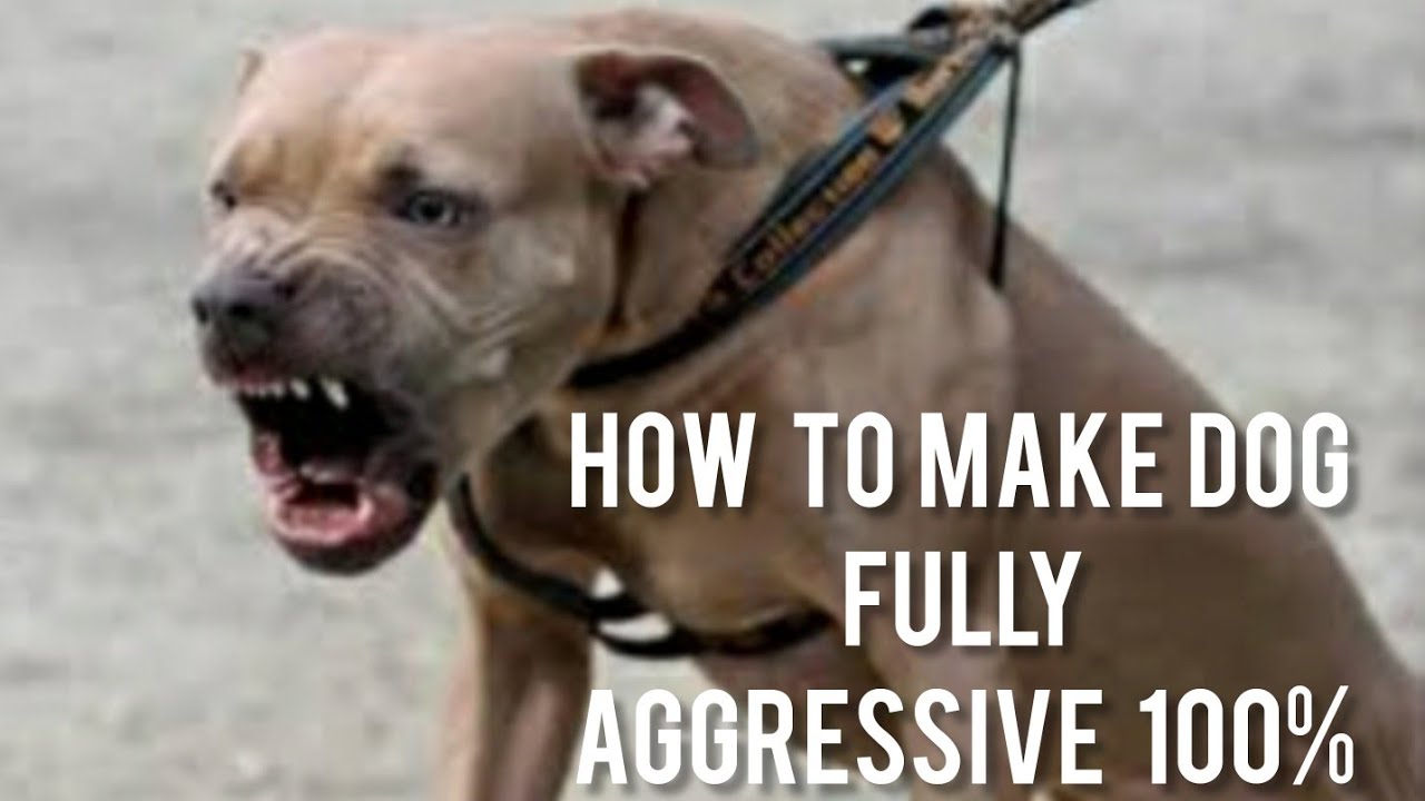 How To Make Dog Fully Aggressive With Few Simple