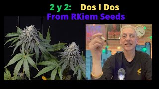 2y2 Dos I Dos from RKiem Seeds