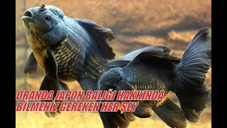 Oranda Japon Balığı Hakkında Bilmeniz Gereken Her Şey Oranda D Fish