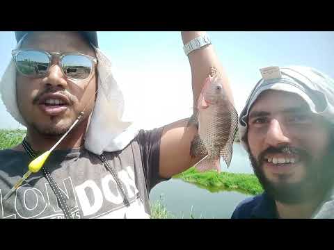 Fishing For Tilapia From Ard El Khair Port Said