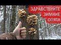 🍄ЗДРАВСТВУЙТЕ ОПЯТА ЗИМНИЕ!💥ГРИБЫ ПОДМОСКОВЬЯ В ОКТЯБРЕ. Flammulina Velutipes.