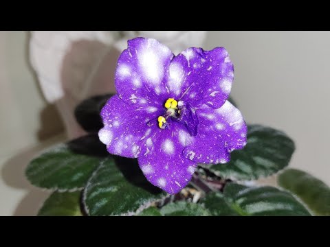 Фиалки у Алисы.