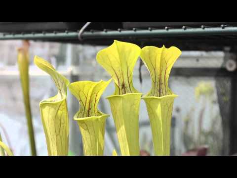 1 hour timelapse in 1 minute. Pitcher Plants attracting and swallowing flies