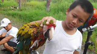 Unboxing Verde Macaw | #bigTom hybrid macaw a cross buffons and scarlet | #Ariff_BF