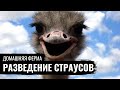 Домашняя ферма. Страусы