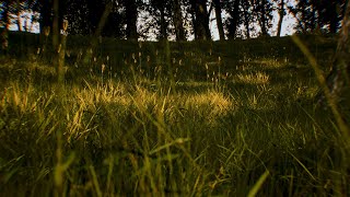 Octane Blender Live: Playing With Octane Scatter