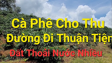 (Số 974)Vườn Cà Phê Cho Thu Thế Đất Bằng Phẳng Kín Gió Nước Bao La 