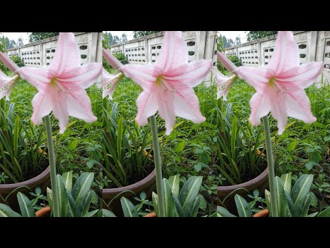 Amaryllis Blossoming ว่านสี่ทิศ ว่านรางเงินเบ่งบาน❤ว่านมงคล