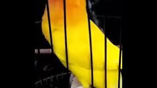 LOVEBIRD LUTINO NGEKEK PANJANG