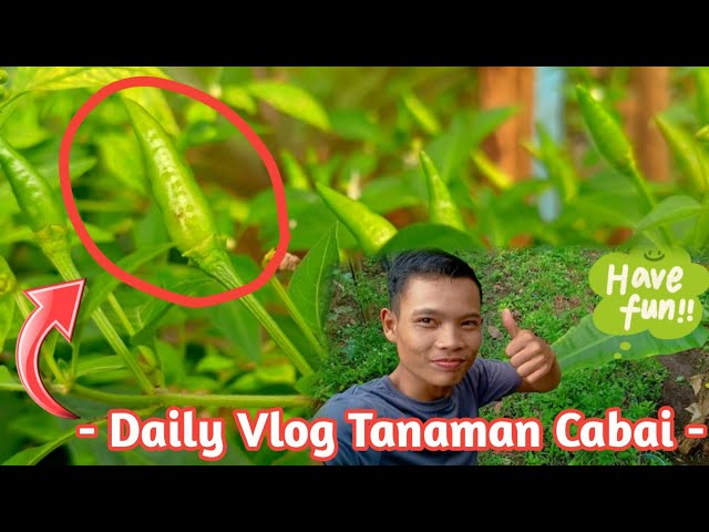 Daily Vlog Tanaman Cabai di PEDESAAN by Asmoro Tri Sejati class=