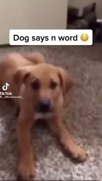 Dog Says N Word🤣🤣🤣 #shorts #funny #dog #pets