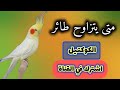 متى يتزاوج طائر الكوكتيل كل ما تحتاج معرفته عن موسم التزاوج ورعاية الطيور
