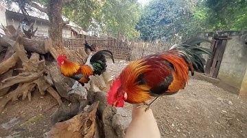 ไก่ต่อกาพเหนือ,saib qaib dib nyob sab qaum teb 02059953453