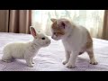 Cute Tiny Kitten Reacts to Baby...