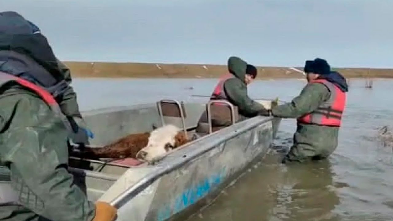 Спасатели вывозят животных из затопленных сел в Казахстане