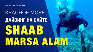 Дайвинг на сайте Shaab Marsa Alam. Красное море. Марса Алам