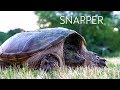 Relocating a Snapping Turtle