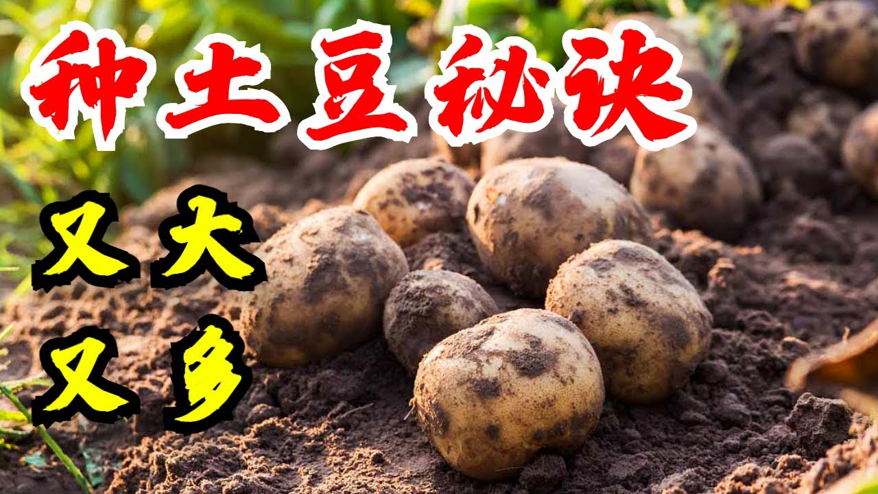 パキポディウム タッキー 新鮮種子5粒