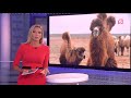 Жителей Астраханской области атаковали верблюды
