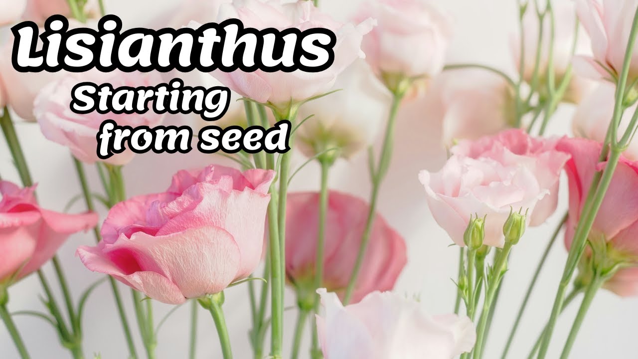 Lisianthus, Starting from Seed