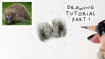 How to Draw a Realistic Hedgehog | Hedgehog Coloured Pencil Tutorial Part 1