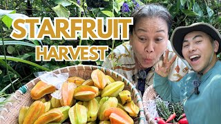 Mama Judy Son Harvesting Startruit HOW TO grow them yourself