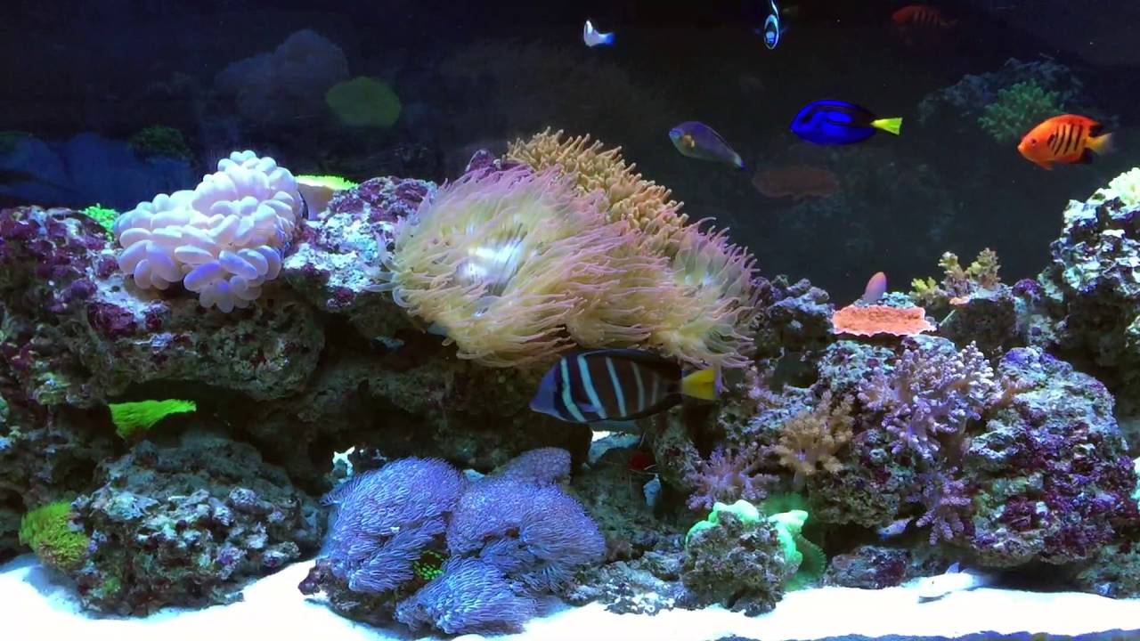 135g Saltwater Aquarium