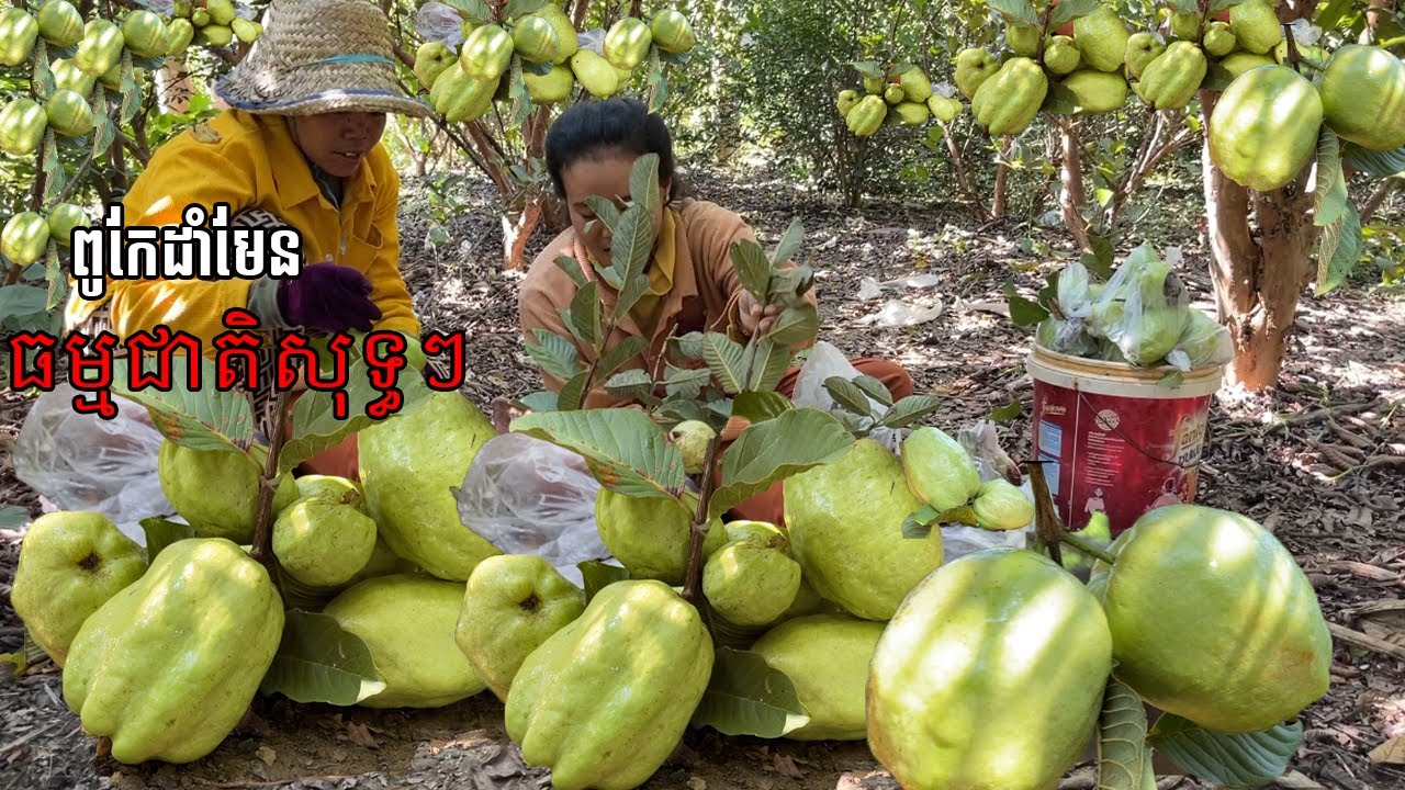 ពូកែដាំមែន ត្របែកផ្លែល្អ គ្រាន់តែឃើញចង់ញ៉ាំ Excellent planting, good natural fruit, just want to eat