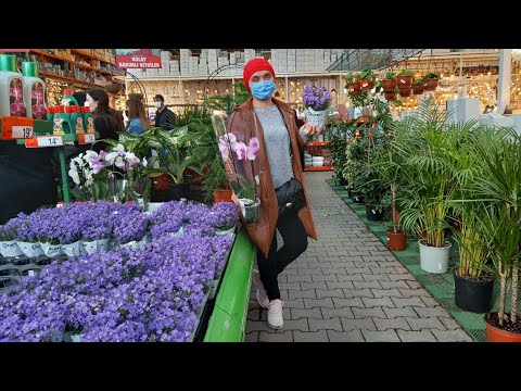 BAUHAUS ÇİÇEKLERİ | ÇİÇEK FİYATLARI | ÇİÇEK ÇEŞİTLERİ | ÇİÇEK MARKET | CANLI ÇİÇEK | FLOWERS GARDEN